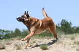 MALINOIS 734